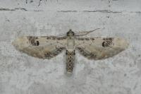 Eupithecia centaureata