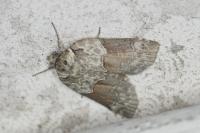 Nycteola siculana