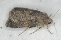 Agrotis bigramma