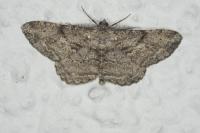 Peribatodes rhomboidaria rhomboidaria