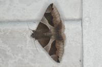 Dysgonia algira