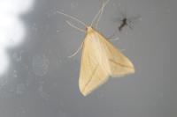 Rhodometra sacraria