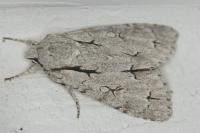 Acronicta psi/tridens