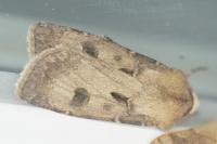 Agrotis exclamationis exclamationis
