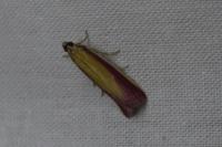 Oncocera semirubella