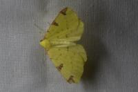 Opisthograptis luteolata