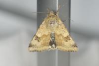 Heliothis viriplaca