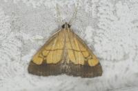 Evergestis limbata