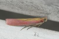 Oncocera semirubella