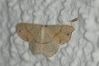 Cyclophora punctaria