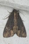 Dypterygia scabriuscula