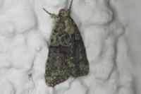 Cryphia algae