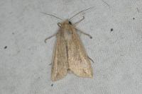 Mythimna unipuncta