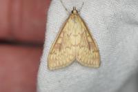 Ostrinia nubilalis