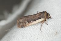 Ochropleura plecta