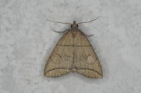 Herminia grisealis