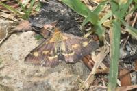 Pyrausta purpuralis