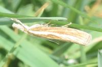 Agriphila tristella