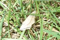 Timandra comae