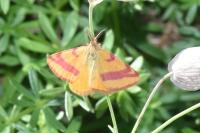Lythria cruentaria