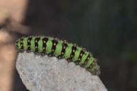 Saturnia pavonia