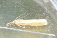 Agriphila tristella
