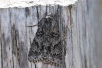 Acronicta auricoma