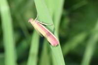 Oncocera semirubella