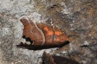 Scoliopteryx libatrix