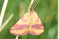 Lythria cruentaria