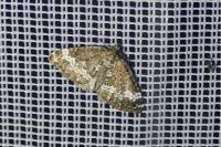 Perizoma alchemillata