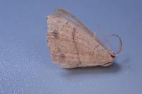 Cyclophora ruficiliaria