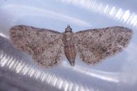 Eupithecia tenuiata