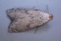 Aphomia sociella