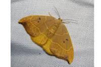 Watsonalla binaria