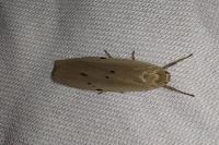 Pelosia muscerda