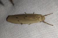 Pelosia muscerda