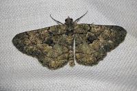 Peribatodes ilicaria ilicaria