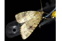 Amphipyra pyramidea