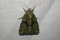 Cryphia algae