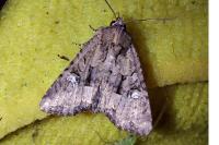 Mesapamea secalella/secalis