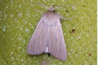 Mythimna pallens