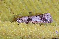 Acrobasis glaucella/fallouella