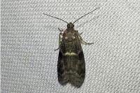 Apomyelois bistriatella