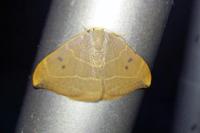 Watsonalla binaria