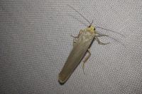 Eilema caniola