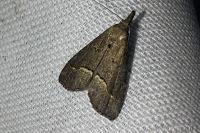 Schrankia taenialis