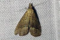 Schrankia taenialis
