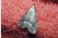 Schrankia taenialis