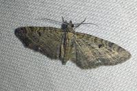 Eupithecia virgaureata